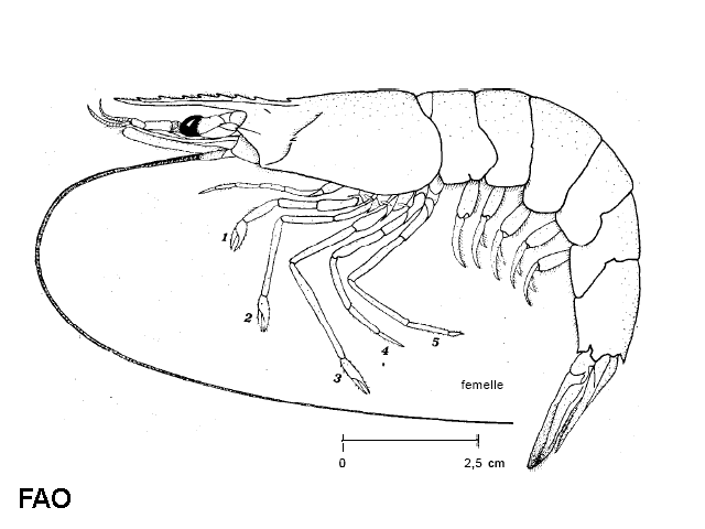 Metapenaeus stebbingi