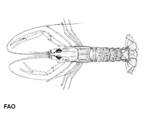 Metanephrops velutinus