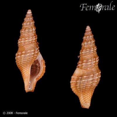 Miraclathurella bicanalifera