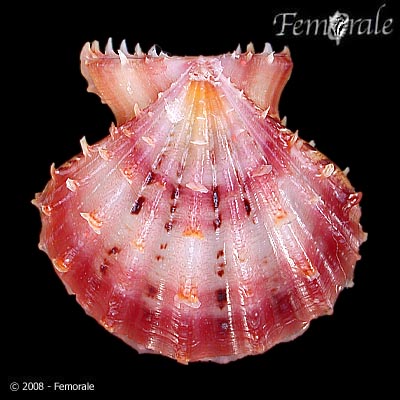 Mirapecten rastellum