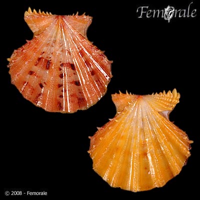 Mirapecten rastellum