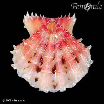 Mirapecten rastellum