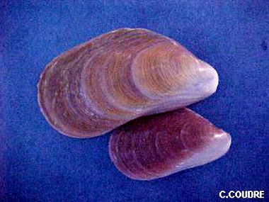 Modiolus barbatus