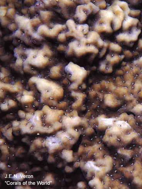 Montipora cryptus