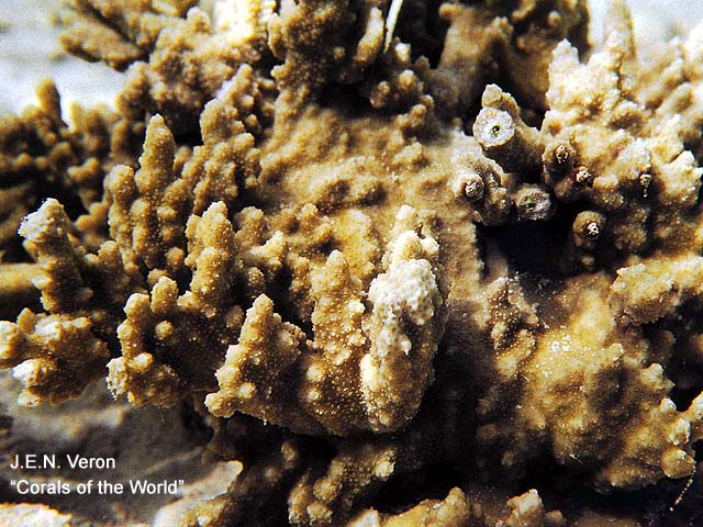 Montipora dilatata