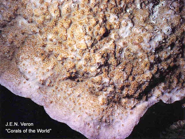 Montipora hoffmeisteri