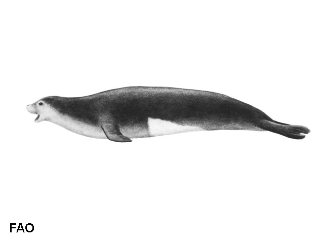 Monachus monachus