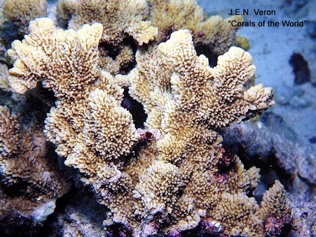 Montipora saudii