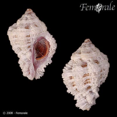 Muricodrupa fiscella