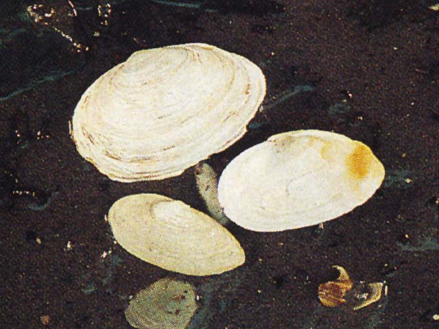 Mya arenaria