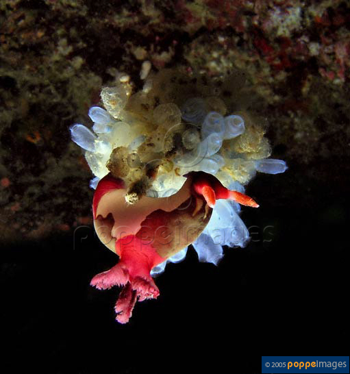 Nembrotha chamberlaini