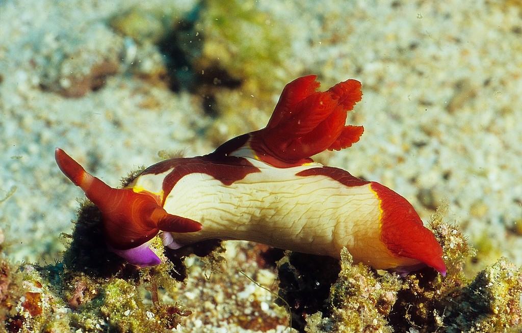 Nembrotha chamberlaini