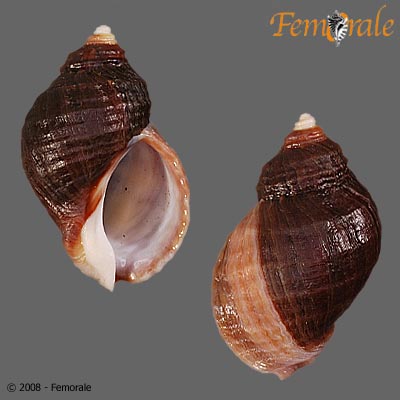 Nucella emarginata