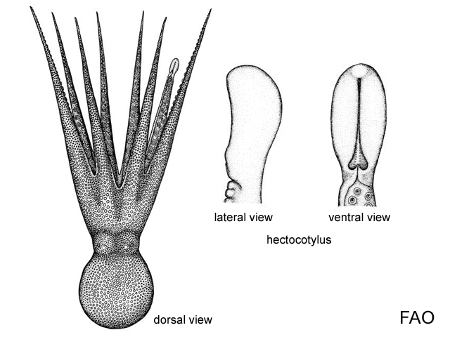 Octopus australis