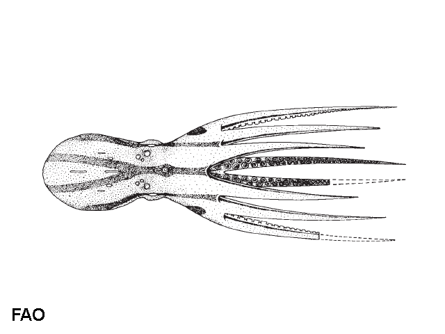 Amphioctopus exannulatus