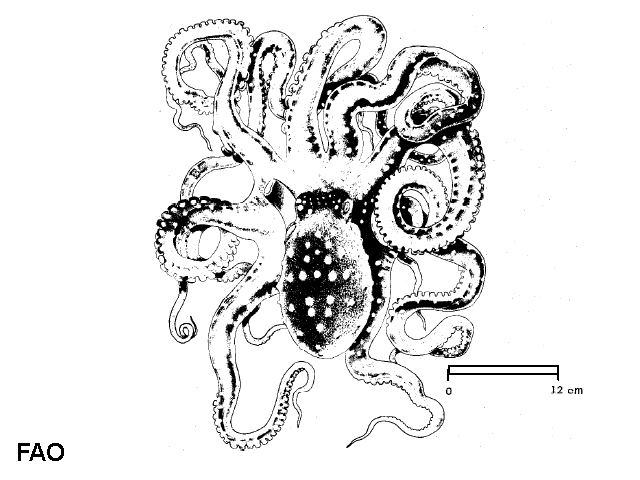 Callistoctopus macropus