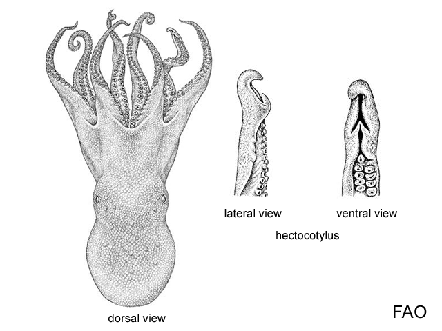 Octopus pallidus