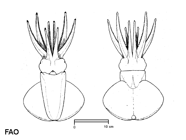 Octopoteuthis sicula