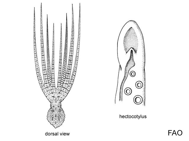 Octopus tetricus