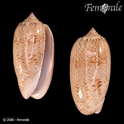 Oliva bifasciata