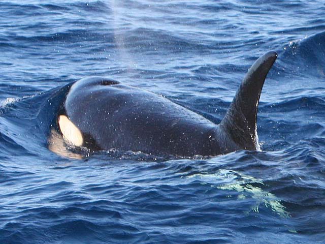 Orcinus orca