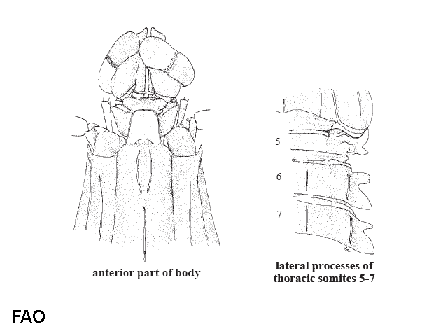 Oratosquillina solicitans