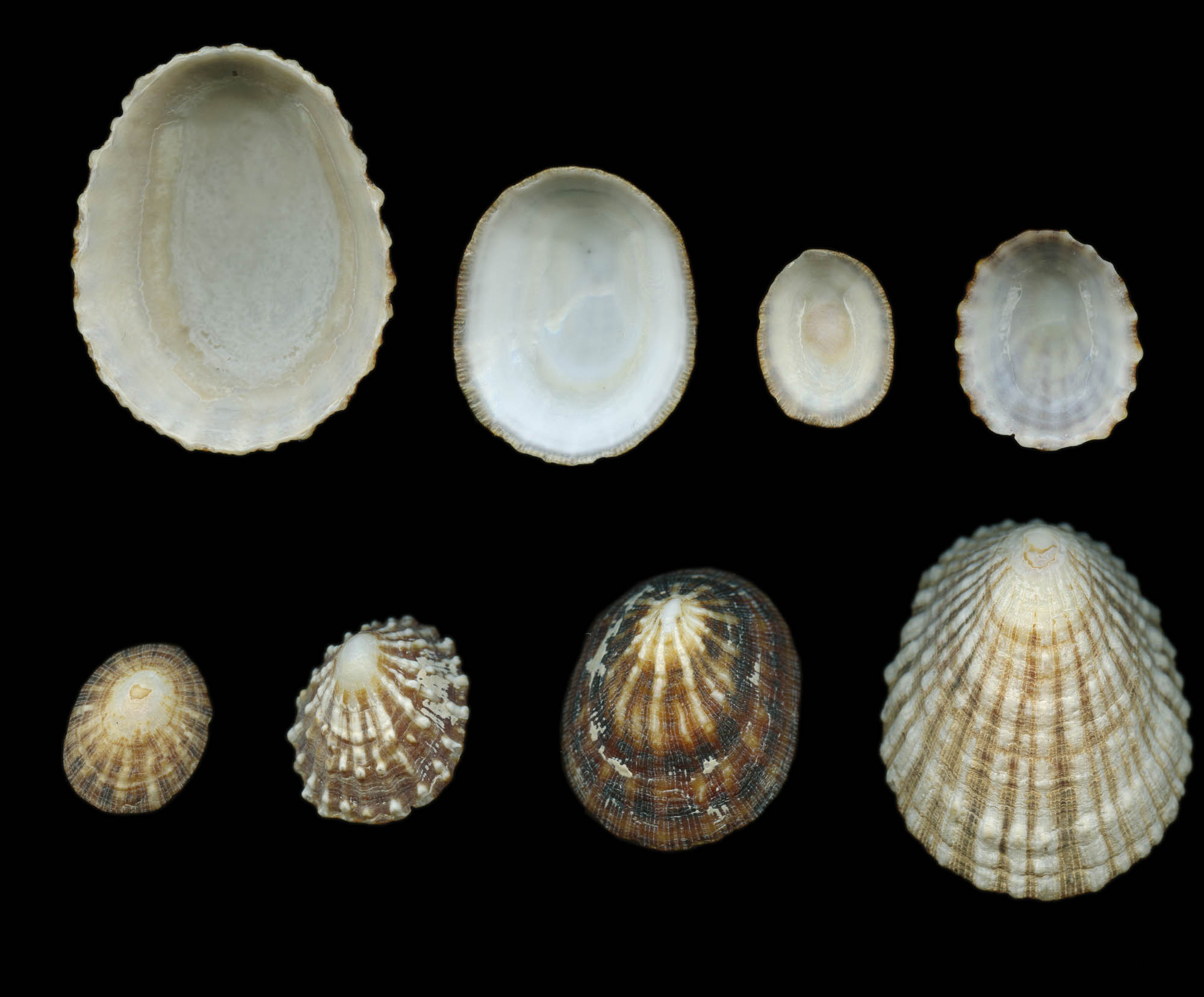 Scutellastra peronii