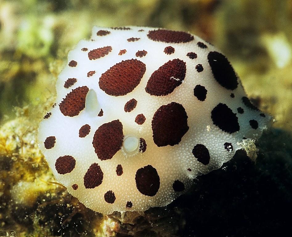 Peltodoris atromaculata