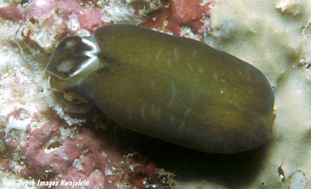 Phanerophthalmus albocollaris