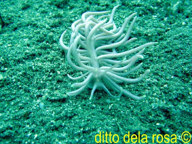 Phyllodesmium briareum