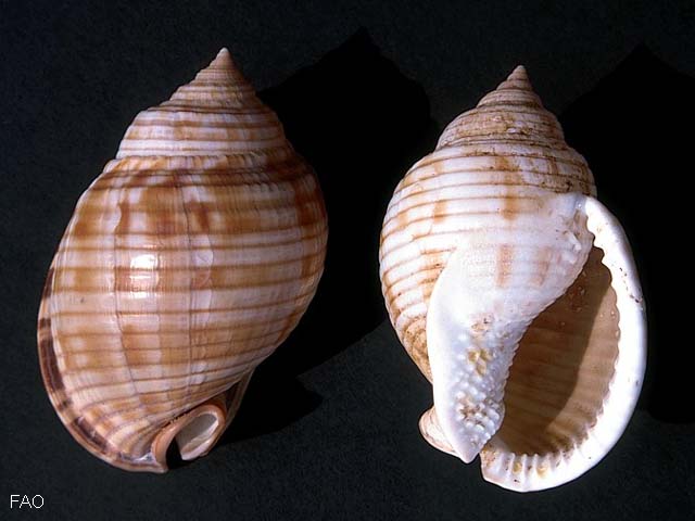 Semicassis granulata