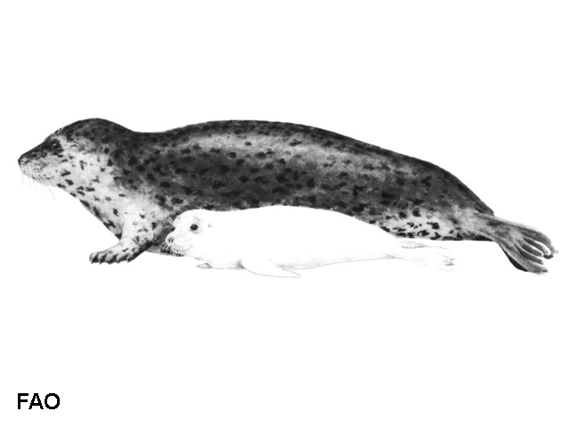 Phoca largha