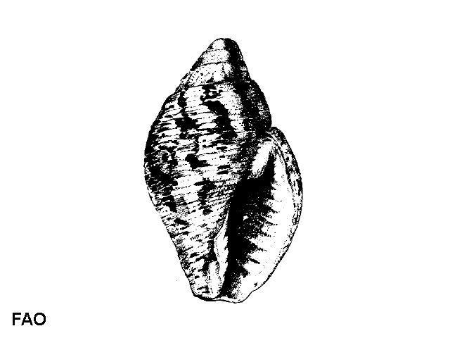 Pisania striata