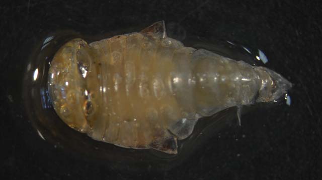 Platyscelus armatus