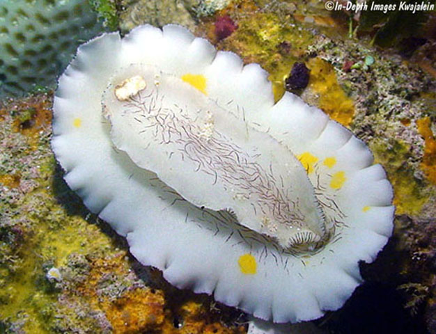 Platydoris cruenta