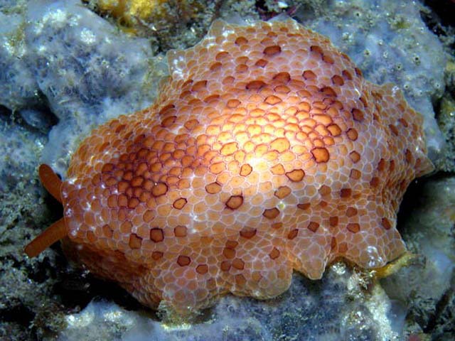 Pleurobranchus peronii