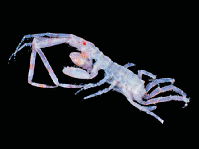 Podocerus cristatus