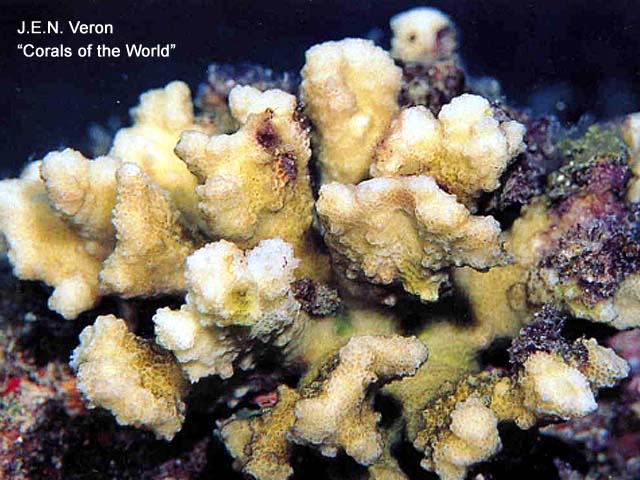 Pocillopora ligulata