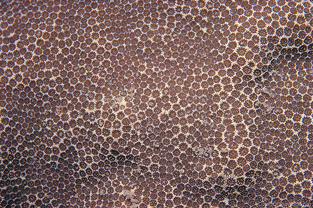 Porites stephensoni