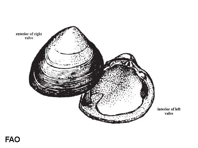 Polymesoda triangula