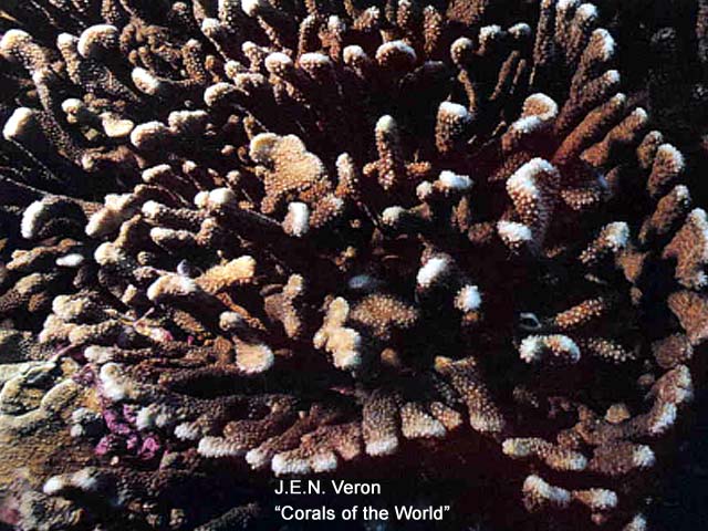 Pocillopora zelli