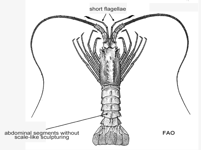 Projasus parkeri