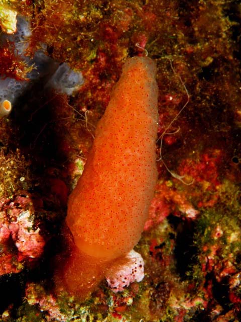 Pseudodistoma cyrnusense