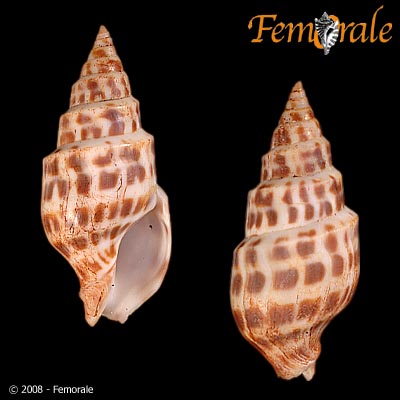 Pusionella nifat