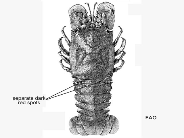 Scyllarides herklotsii