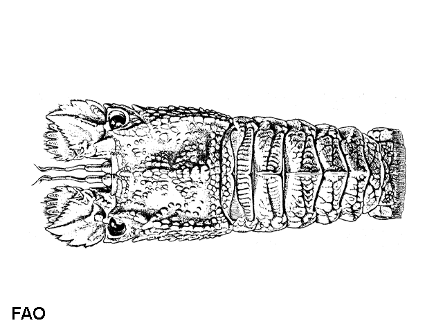 Eduarctus martensii