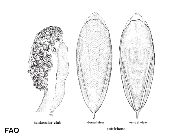 Sepia cultrata