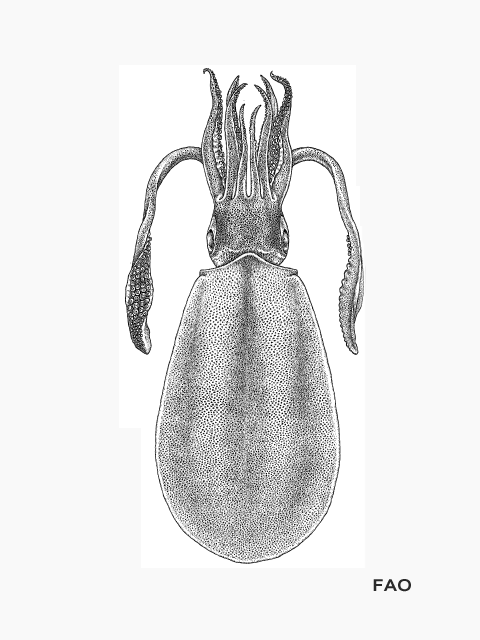 Sepioteuthis lessoniana