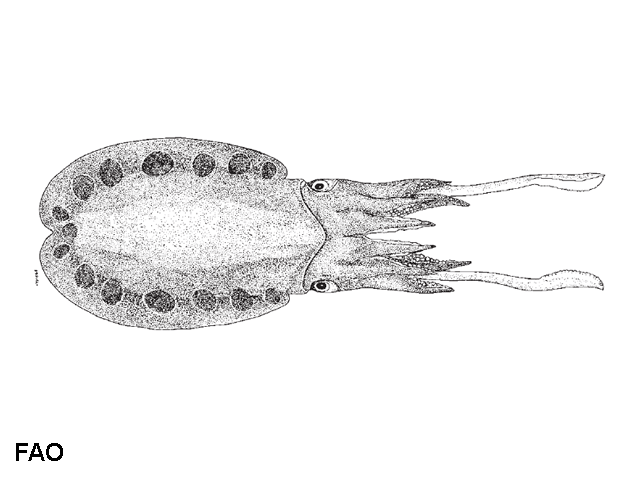 Sepiella ornata