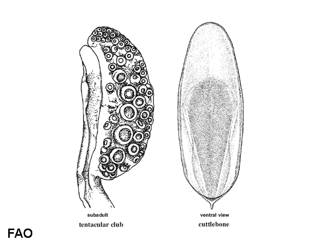 Sepia papuensis